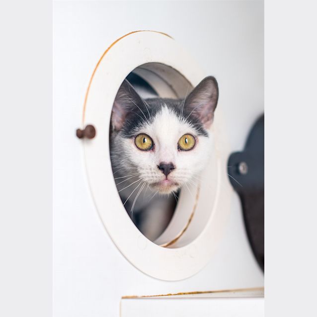 Photo of Flint
