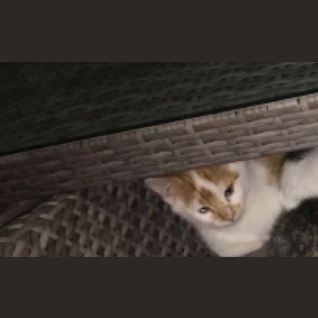 Photo of Clyde 