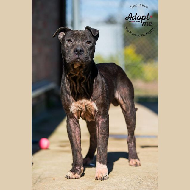 Photo of Onyx (Pcc 492)