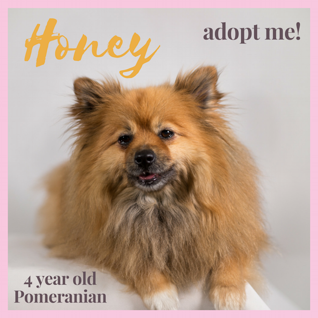 Photo of Honey ~ Pomeranian (On Trial 10/9/2017)