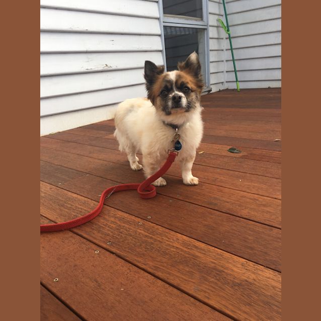 Photo of Poncho