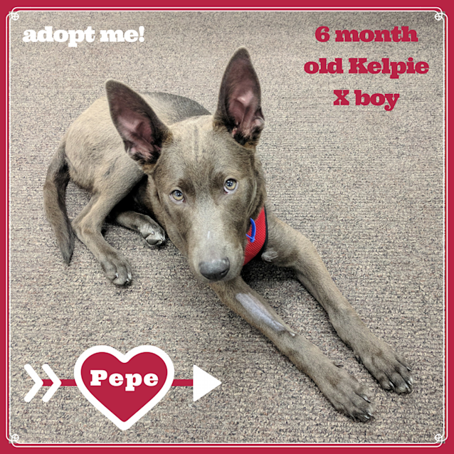 Photo of Pepe ~ Kelpie X (On Trial 1/4/2018)