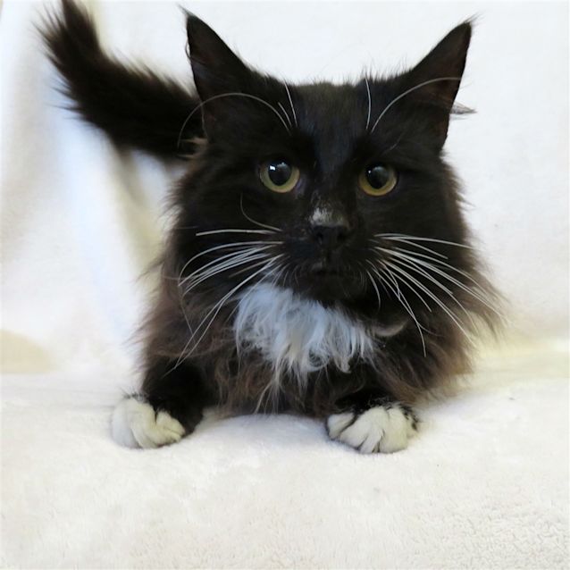 Photo of Jeeves