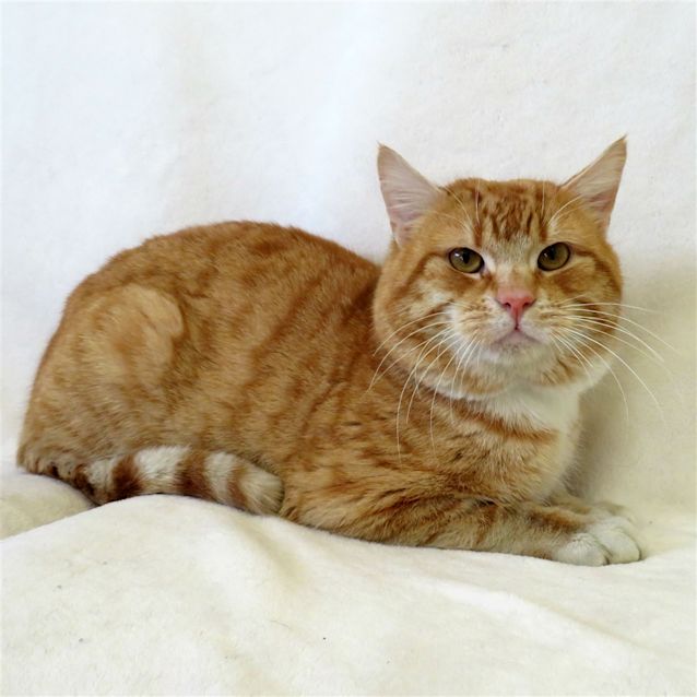 Photo of Boris