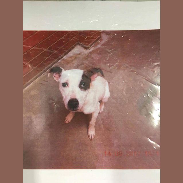 Photo of Cookie