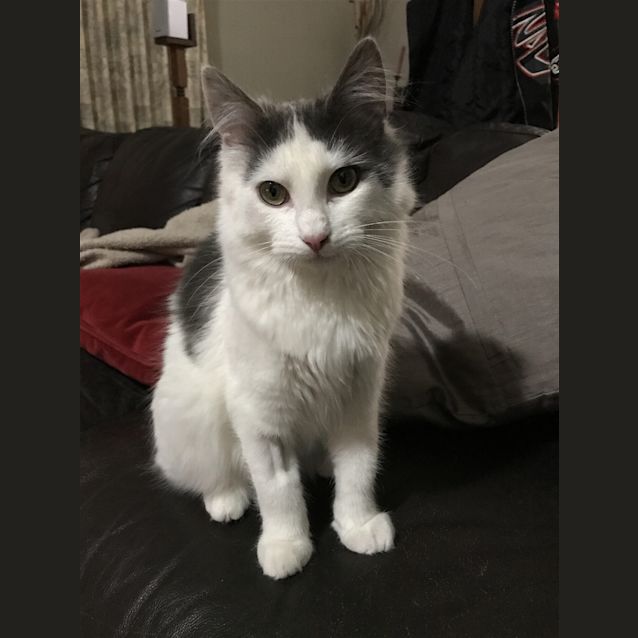Photo of Cooper