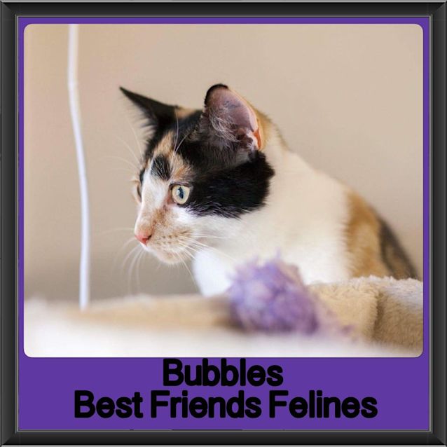 Photo of Bubbles