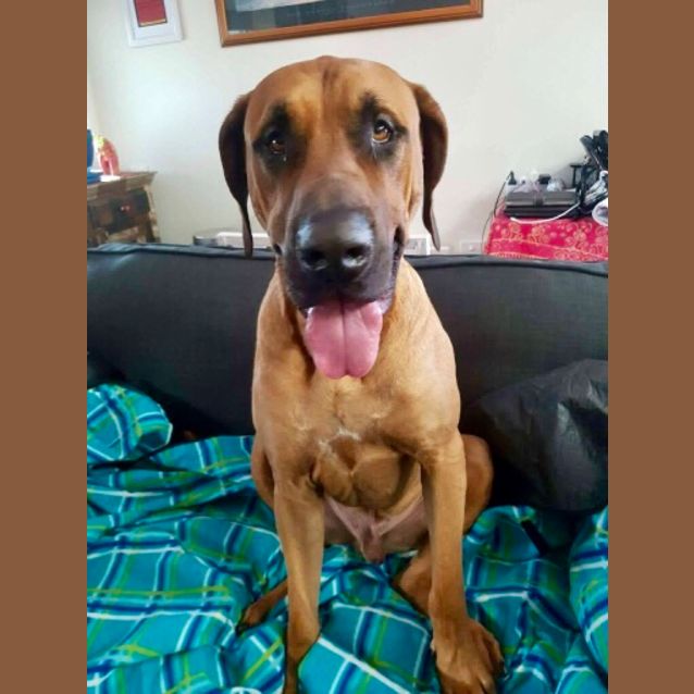 Photo of Chester