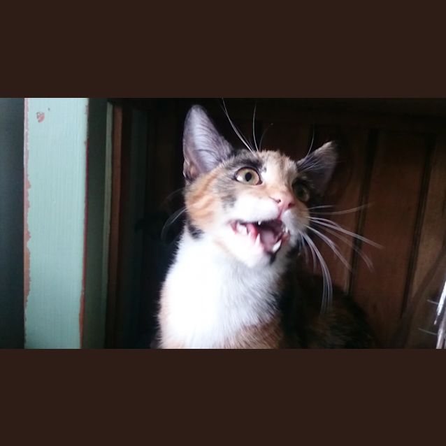 Photo of Pebbles