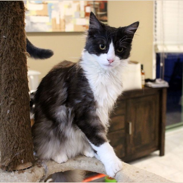 Photo of Fluffy Romeothe Ultimate Lap Kitty