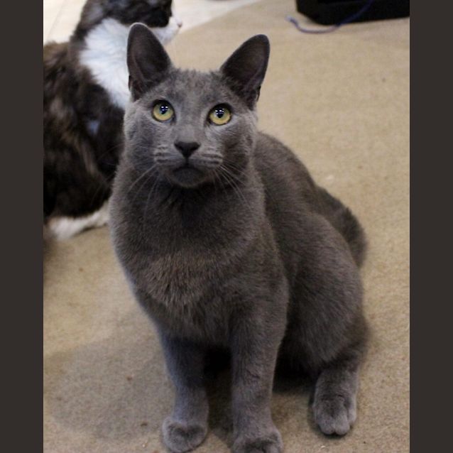 Photo of Jynx The Russian