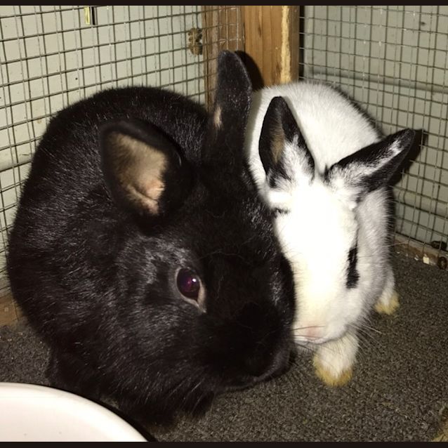 Photo of Phantom & Aria