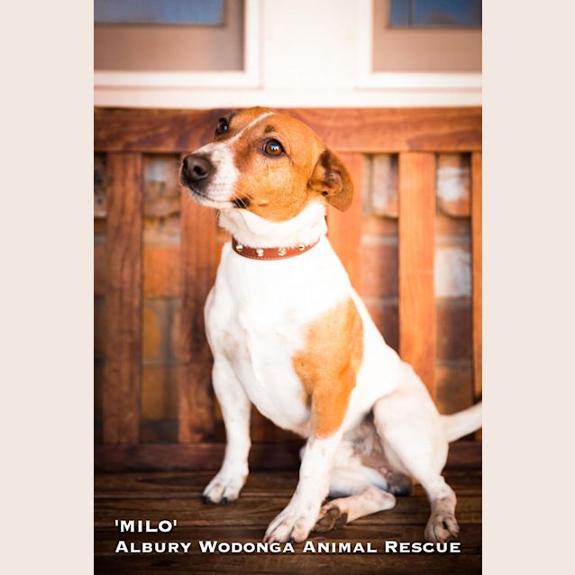 Photo of Milo