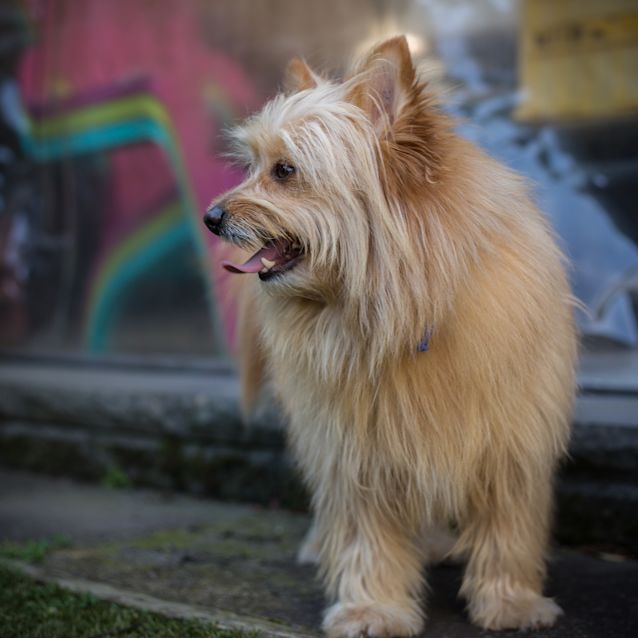 Photo of Jordie ~ Pomeranian (On Trial 13/9/2017)