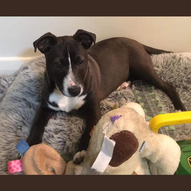 Photo of Layla **Adopted**