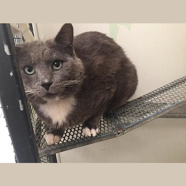 Photo of Jackson (3607)