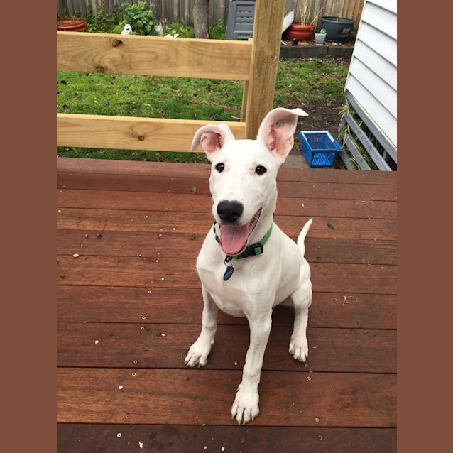 Photo of Bridget.... Cat And Dog Friendly