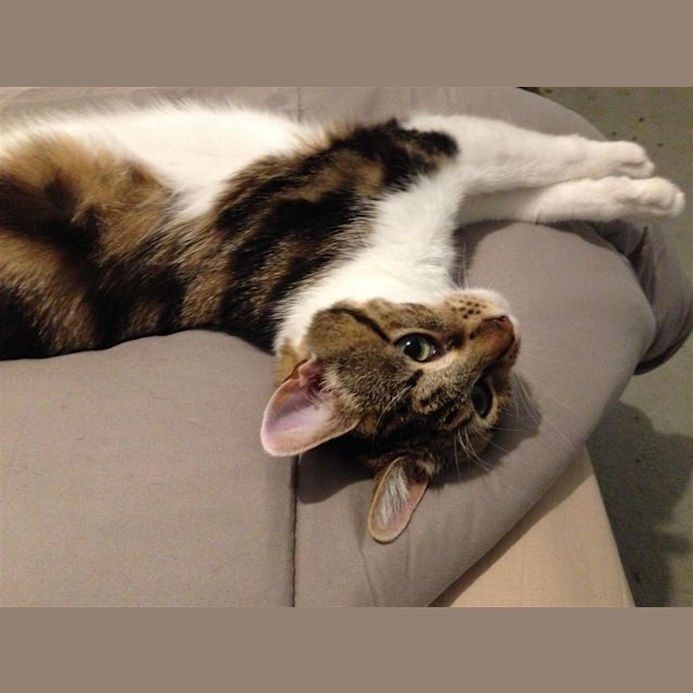 Photo of Mishka