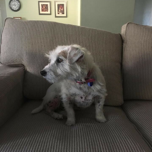 Photo of Miracle ~ Jack Russell X (On Trial 13/9/17)