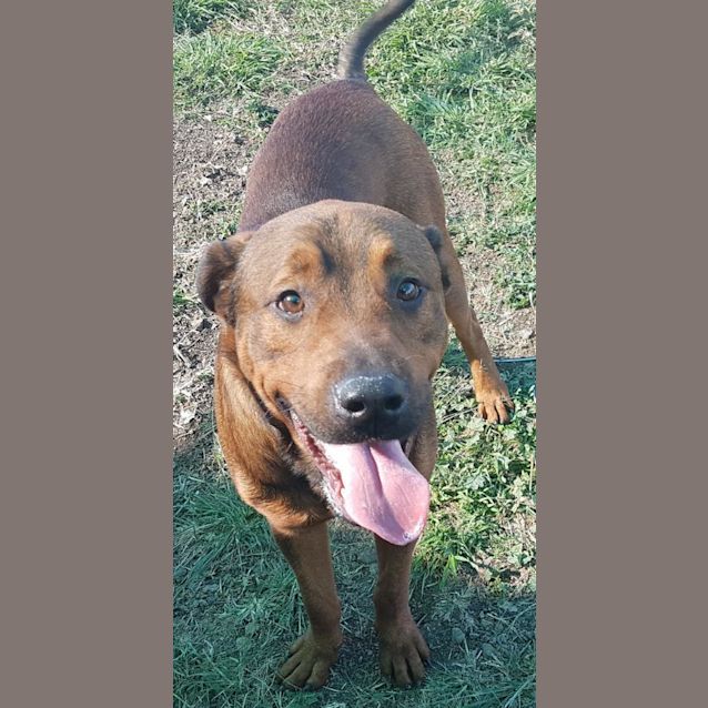 Photo of Burger (At Rspca Big Adopt Day Sept 16 Brisbane)