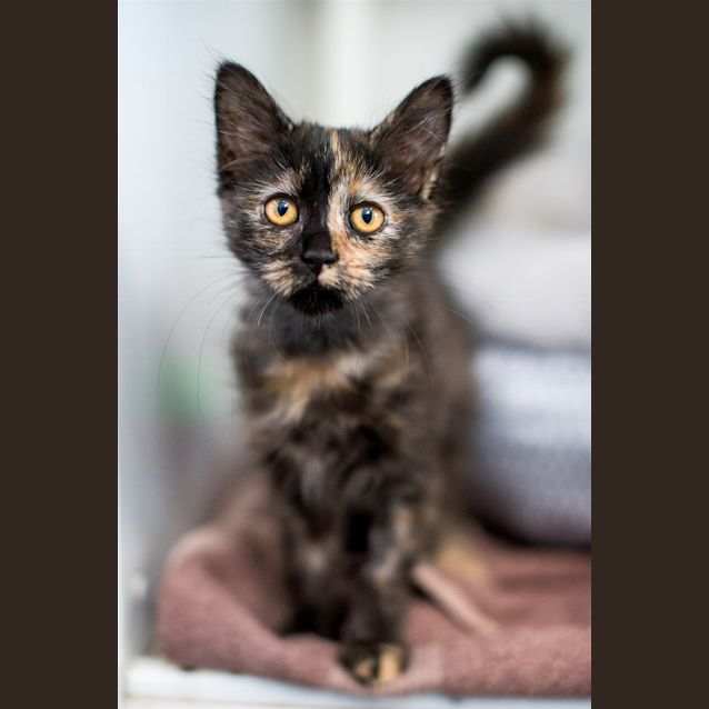 Photo of Ivy
