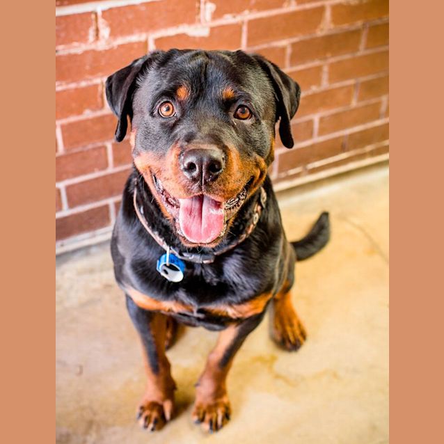 Photo of Ollie (3519)