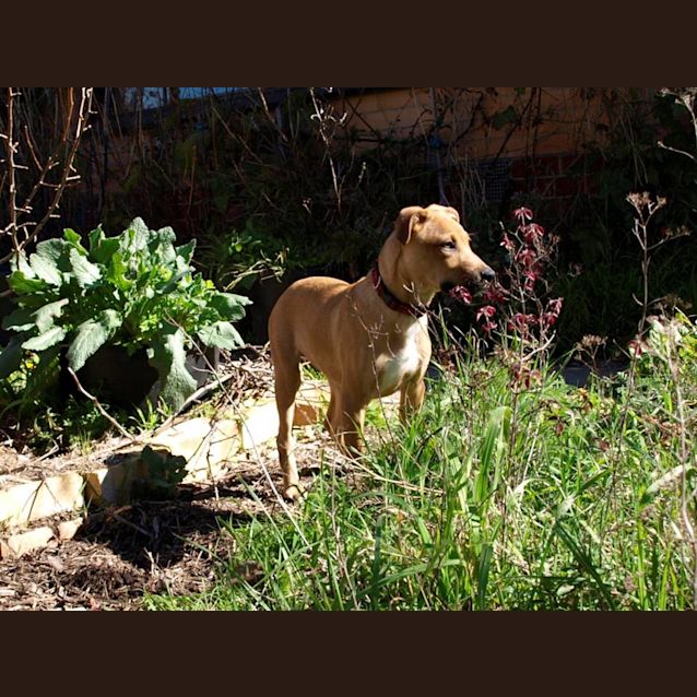 Photo of Shakespeare