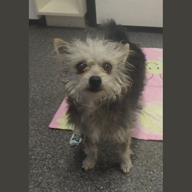 Photo of Pickle