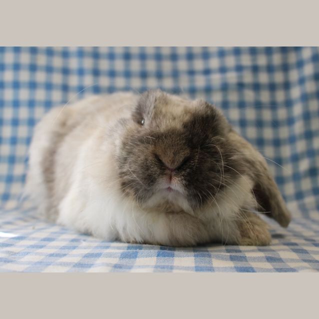 Photo of James Bund (Vib)