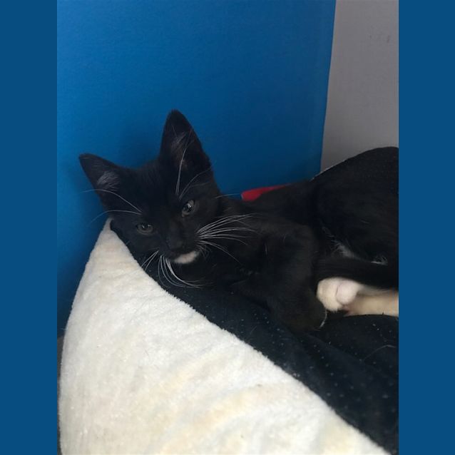 Photo of Otis