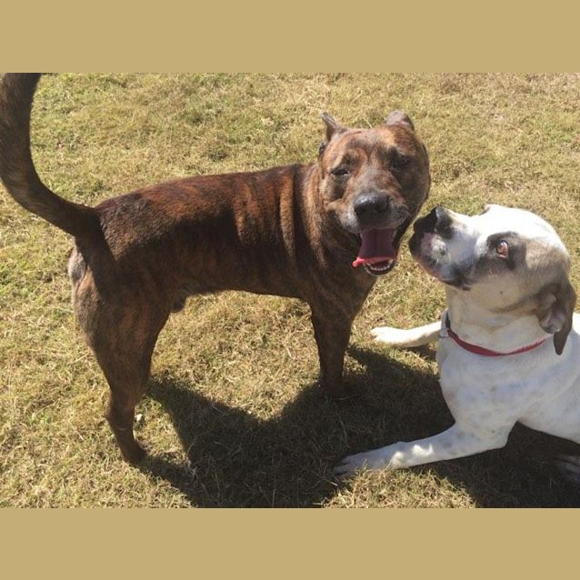 Photo of Basil (At Rspca Big Adopt Day Sept 16 Brisbane)