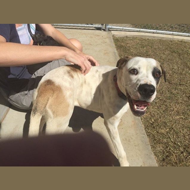 Photo of Pebbles (At Rspca Big Adopt Day Sept 16 Brisbane)