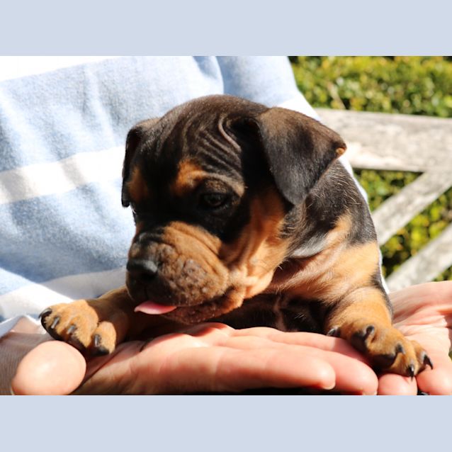 Photo of Bertie