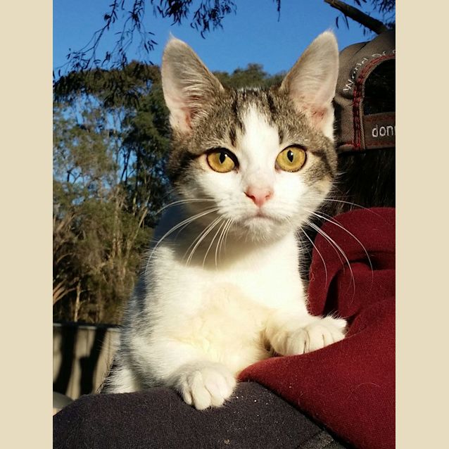 Photo of Tiffany (2906)