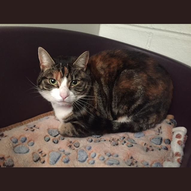 Photo of Luna (3682)