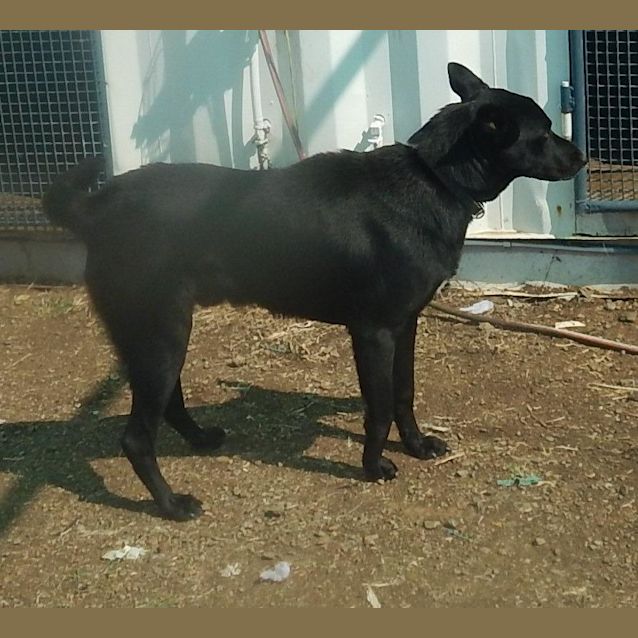 Photo of Jasper (At Rspca Big Adopt Day Sept 16 Brisbane)