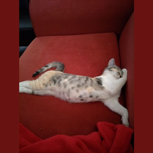 Photo of Skylar