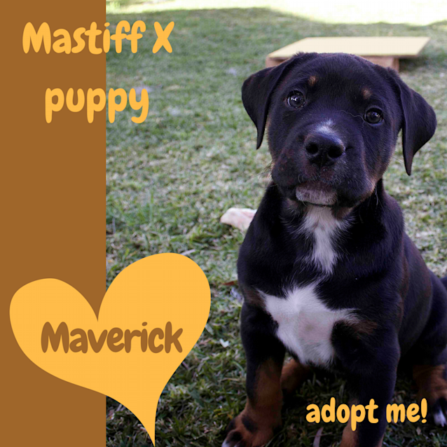 Photo of Maverick ~ Mastiff X Puppy (On Trial 24/9/2017))