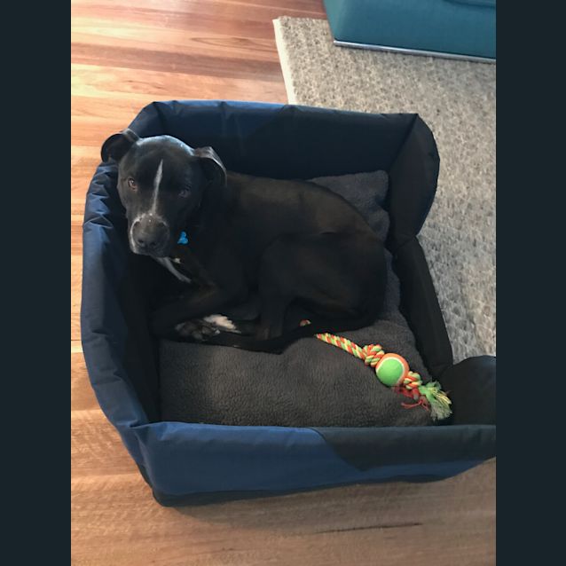 Photo of Snickers Dl1728