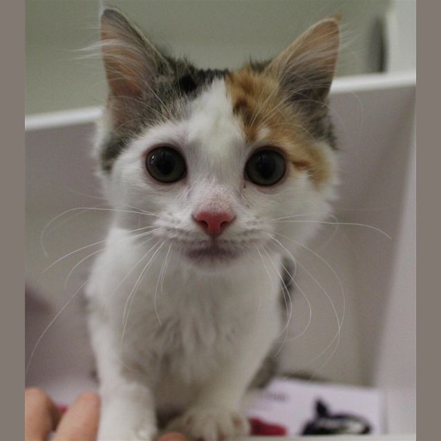 Photo of Candy