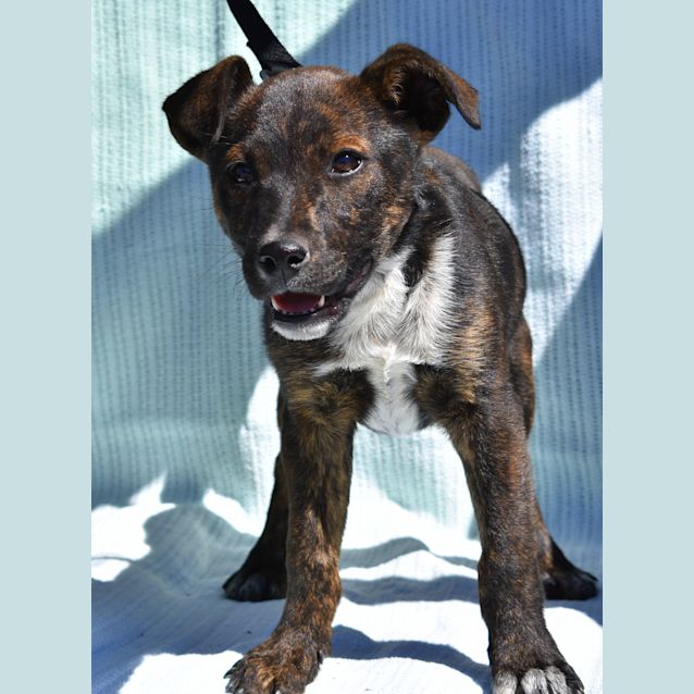 Photo of Willow
