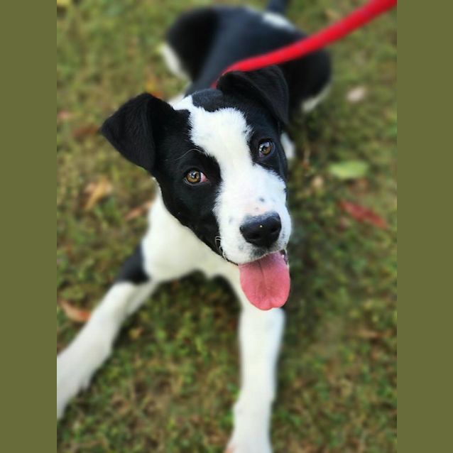 Photo of Chevy
