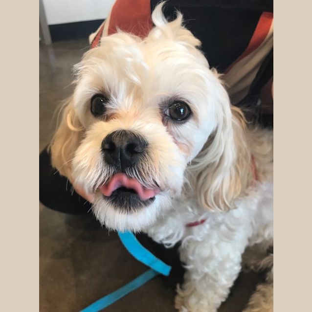 Photo of Daisy