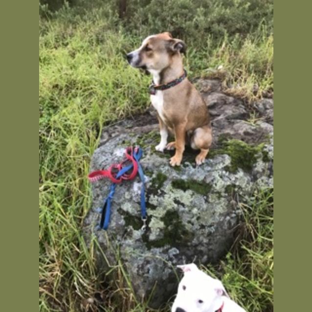 Photo of Twistie