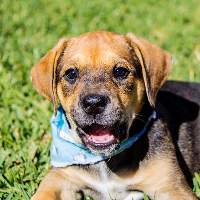 Photo of Amber   Lovely Lab X Mastiff Pup (On Trial 9/10/17