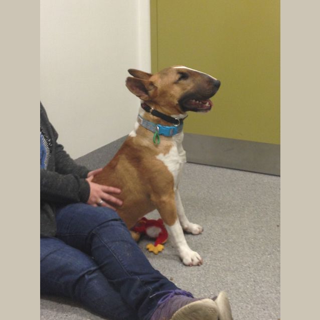 Photo of Chester  Urgent Foster Carer Needed