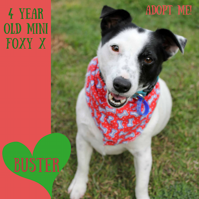 Photo of Buster ~ Mini Foxy X (On Trial 20/9/2017)