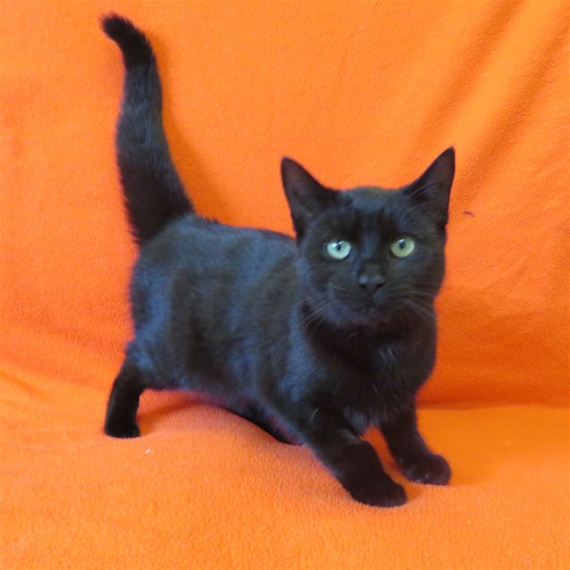 Photo of Roxy