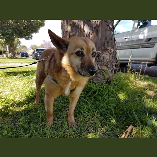 Photo of Foxy