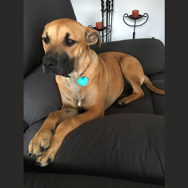 Photo of Zuri ...  Cat And Dog Friendly